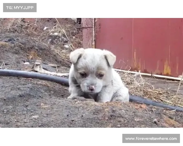 《俄罗斯地铁狗背后的故事:城市流浪犬如何成为网络明星》 《俄罗斯地铁狗背后的故事:城市流浪犬如何成为网络明星》